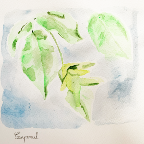 Carpenul (22 Nov 2020 at 10_07)